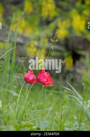 Tulip, Cowichan Valley, Île de Vancouver, Colombie-Britannique, Canada Banque D'Images