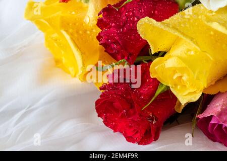 Roses multicolores avec gouttelettes d'eau - fond blanc Banque D'Images