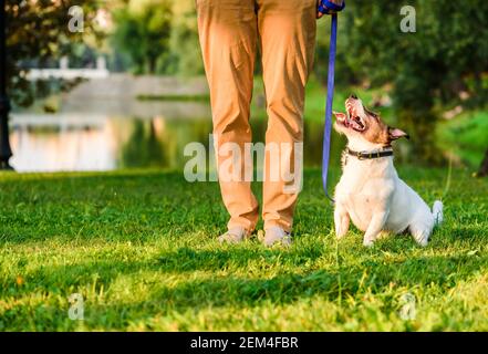 Maître de chien à la formation d'obéissance d'animal de compagnie dans la manutention de parc Jack Russell Terrier doit marcher sur la laisse libre Banque D'Images