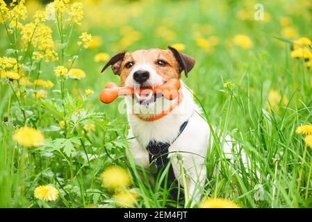 Concept de sécurité et d'entretien pour animaux de compagnie avec collier de port pour chien repel aux puces et aux tiques et traitement Banque D'Images