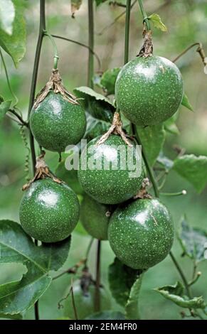 Fruits de la passion non mûrs (Passiflora edulis) récolte accrochée sur la vigne avant mûrissement et récolte, Thaïlande Banque D'Images