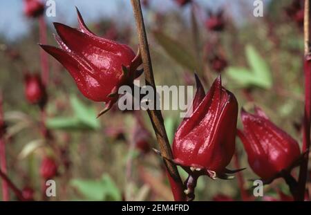 Récolte de fruits d'okra rouge ou de roselle (Hibiscus sabdariffa) sur la brousse utilisée dans la médecine, la confiserie et la fabrication du thé, Thaïlande Banque D'Images