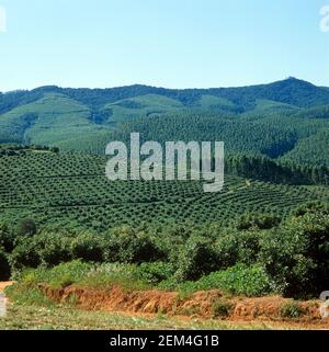 Lignes d'arbres d'avocats au premier plan avec une plantation forestière d'eucalyptus sur les collines derrière, Transvaal, Afrique du Sud, février Banque D'Images