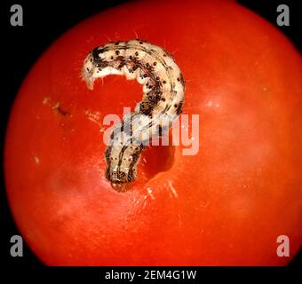 Vers de tomate, vers d'oreille de maïs ou vers du vieux monde (Helicoverpa armigera) caterpillar se nourrissant de fruits de tomate Banque D'Images