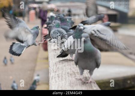 Pigeons se trouvant sur une main courante le long de la Tamise, Londres, Angleterre, Royaume-Uni Banque D'Images