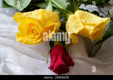 Roses multicolores avec gouttelettes d'eau - fond blanc Banque D'Images