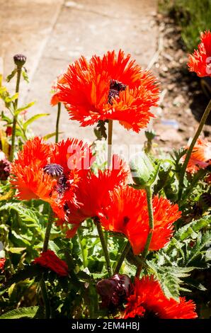 Des coquelicots rouge vif et accrocheurs de Papaver orientale Turkenlouis grandissent Un lit herbaceious mélangé dans un jardin anglais en juin Banque D'Images