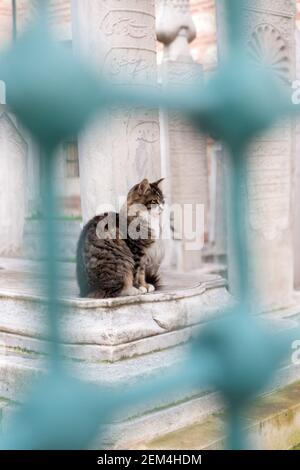 Profil complet d'un chat tabby assis près d'une pierre tombale dans un cimetière ottoman historique d'Istanbul. Le chat est encadré de barres de fer turquoise. Banque D'Images