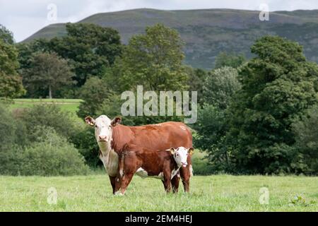 Nether Hall Herefords - juillet 2020 - Wayne Hutchinson / www.farm-images.co.uk Banque D'Images