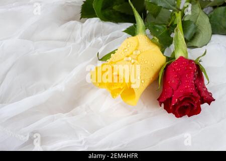 Roses multicolores avec gouttelettes d'eau - fond blanc Banque D'Images