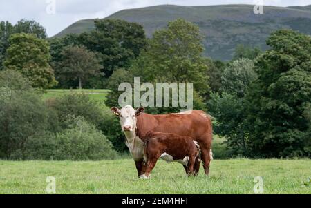 Nether Hall Herefords - juillet 2020 - Wayne Hutchinson / www.farm-images.co.uk Banque D'Images