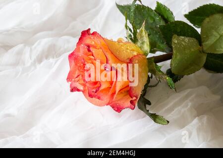 Rose multicolore avec gouttelettes d'eau - fond blanc Banque D'Images