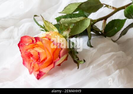 Rose multicolore avec gouttelettes d'eau - fond blanc Banque D'Images