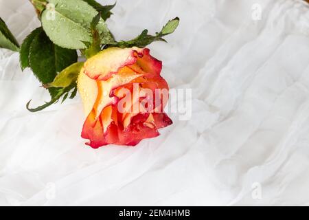 Rose multicolore avec gouttelettes d'eau - fond blanc Banque D'Images