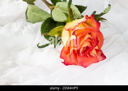 Rose multicolore avec gouttelettes d'eau - fond blanc Banque D'Images