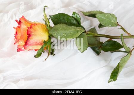 Rose multicolore avec gouttelettes d'eau - fond blanc Banque D'Images