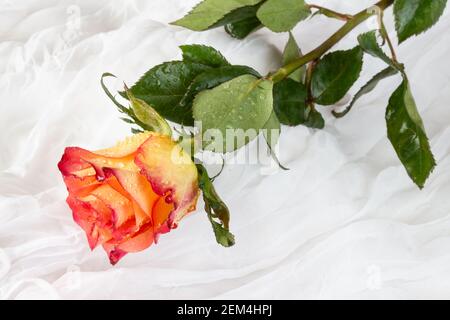 Rose multicolore avec gouttelettes d'eau - fond blanc Banque D'Images