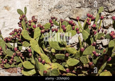 Cactus de poire pirickly avec beaucoup de fruits rouges avec un mur de pierre sur fond dans la petite ville de Limone sul Garda, Lombardie, Italie, Europe. Banque D'Images