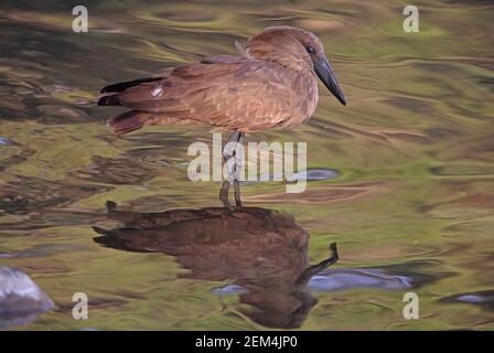 Hammerkop (Scopus umbretta umbretta) debout en eau peu profonde avec reflet Lac Awassa, Ethiopie Avril Banque D'Images