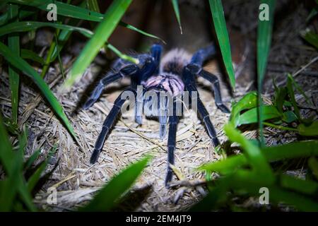 La tarantula colombienne, Xenesthis immanis, est une grande araignée d'oiseau terrestre, avec des jambes et un corps poilus et un beau motif. Banque D'Images