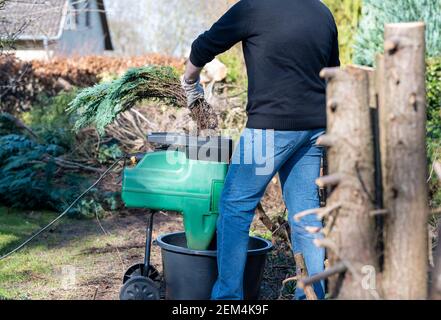 Un travailleur déchiquette des branches d'une haie Thuja dans un déchiqueteuse électrique. Banque D'Images