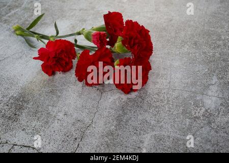 Fleurs de la carnation béaytiful sur fond gris. Vue de dessus Banque D'Images