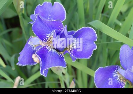 Fleurs d'Iris sibirica Silver Edge dans un jardin anglais Banque D'Images