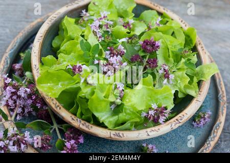 Echor, Giteiner Dost, Wilder Dost, Dost, Oréganum vulgare, origan, Oréganum, Marjoram sauvage, s Banque D'Images