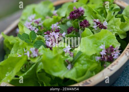 Echor, Giteiner Dost, Wilder Dost, Dost, Oréganum vulgare, origan, Oréganum, Marjoram sauvage, s Banque D'Images