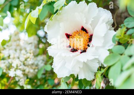 Fleurs de pivoines blanches. Belle fleur de printemps sur le Bush. Pivoine d'arbre Paeonia suffruticosa dans le jardin. Floriculture jardinage. Banque D'Images