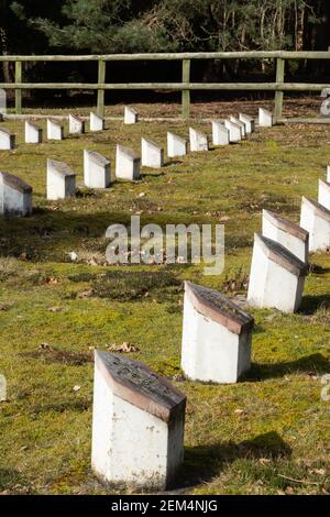 Le terrain du cimetière Ismaili, qui fait partie du cimetière Brookwood à Surrey, en Angleterre, au Royaume-Uni Banque D'Images