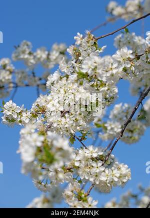 Gros plan sur les cerisiers en fleurs au printemps Banque D'Images