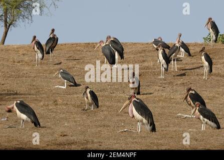 Groupe de marabout Stork (Leptoptilos crumenifer) qui longe le lac Awassa à flanc de colline, en Éthiopie Avril Banque D'Images