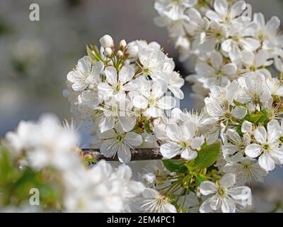 Gros plan sur les cerisiers en fleurs au printemps Banque D'Images