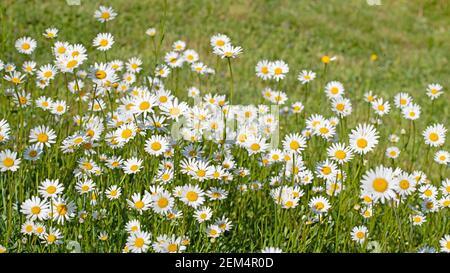 Marguerites fleuries, Leucanthemum, dans la prairie Banque D'Images