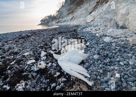 Corps mort de Mute Swan sur la plage de Stevns Klint en hiver. Banque D'Images