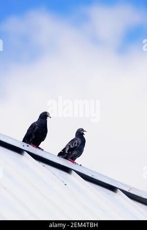 Low angle view of deux pigeons se percher sur le toit d'une maison Banque D'Images