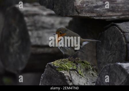 Robin européenne (erithacus rubecula) Se démarquer au sommet d'un rocher Mossy sur le Sol avec fond en rondins gris en hiver au Royaume-Uni Banque D'Images