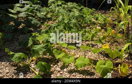 Un mélange de courge musquée et de citrouilles Marina di Chioggia poussant à Friuli-Venezia Giulia, dans le nord-est de l'Italie. Certaines plantes de maïs et de courgette peuvent l'être Banque D'Images