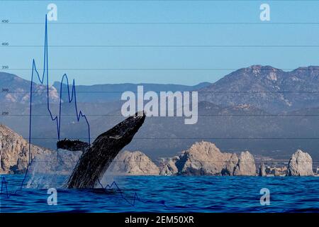 Braconnage de baleine avec le diagramme de la valeur du bitcoin de la bourse organigramme Banque D'Images