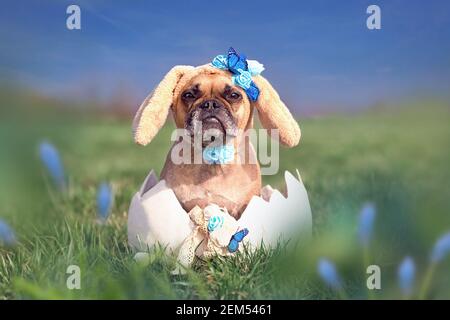 Adorable Bulldog français habillé comme un lapin de pâques œuf géant sur la prairie de fleurs Banque D'Images