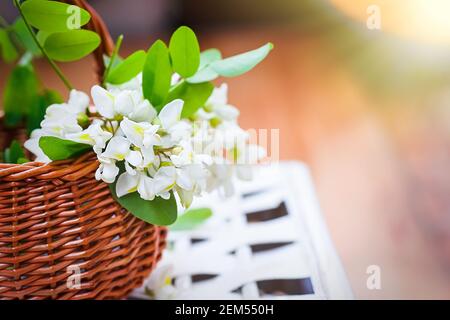 bouquet d'acacia dans un panier en osier. Ingrédients de collecte pour les cosmétiques naturels de la rouille noire, Robinia pseudoacacia, fausse acacia au printemps. Homme Banque D'Images