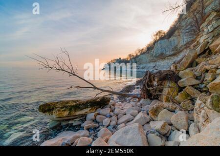 Un arbre tombé d'une falaise à Stevns Klint en hiver. Danemark Banque D'Images