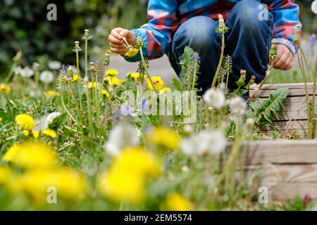 Gros plan de la section basse d'un enfant de 4 ans dans une belle prairie printanière avec de nombreux pissenlits jaunes en fleurs cueillant des fleurs. Vu en Allemagne Banque D'Images