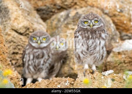 Trois jeunes chouettes, Athene noctua, se tiennent sur les pierres près du trou. Banque D'Images