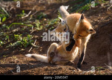 Deux jeunes renards rouges jouant près de son trou. Vulpes vulpes. Banque D'Images