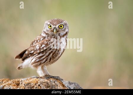 Petit hibou (Athene noctua) assis sur une pierre et regarde vers l'avant. Copier la flèche. Banque D'Images