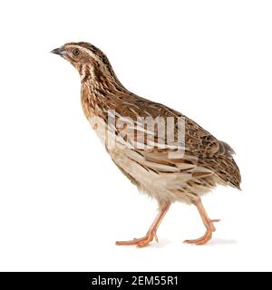 Caille sauvage, Coturnix coturnix, isolée sur fond blanc. Banque D'Images