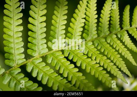 Fern mâle à échelle dorée (Dryopteris affinis), Scannilevée Copse, Christow, Devon, Royaume-Uni. Banque D'Images