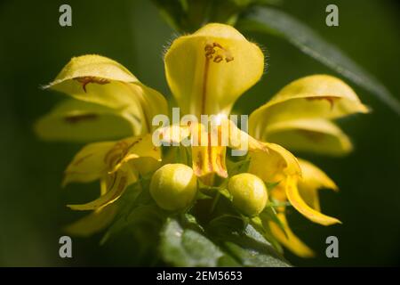 Lamium galeobdolona, connu sous le nom d'archange jaune, usine d'artillerie, ou usine d'aluminium, Scannilevée Copse, Christow, Devon, Royaume-Uni. Banque D'Images